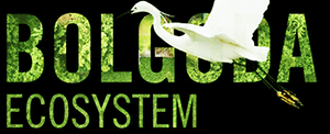 Bolgoda Ecosystem